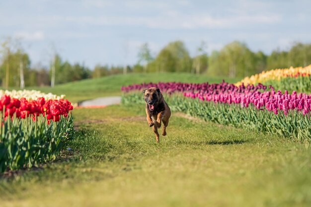 Photo malinois dog sits in a field of tulips