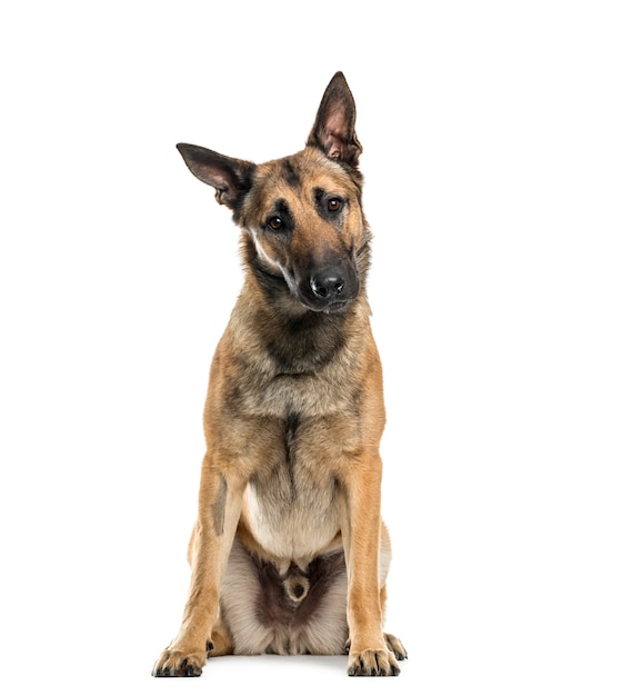 Malinois 개가 앉아, 잘라