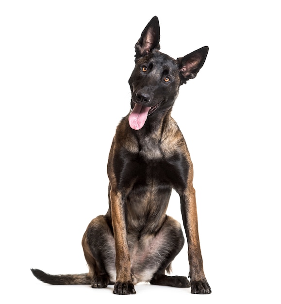 Malinois dog sitting and panting