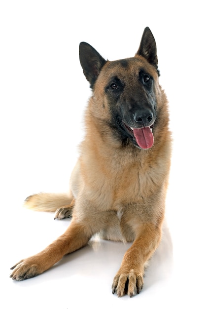 Malinois dog