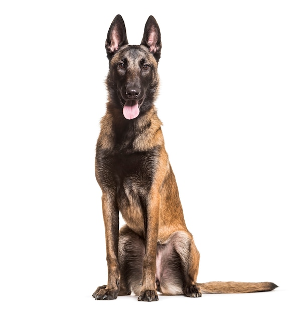 Malinois-hond, 1 jaar oud, zittend tegen een witte ondergrond