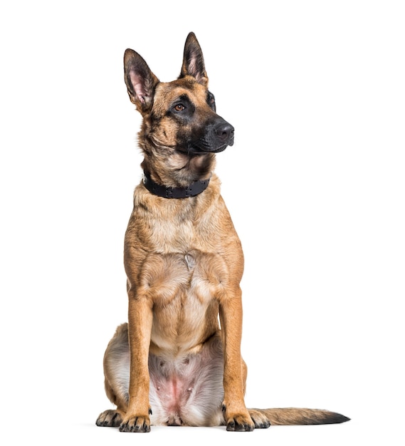 Malinois hond alert in studio tegen witte achtergrond