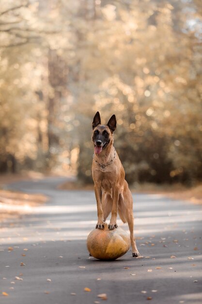 Malinois hond staat op een bal op de weg