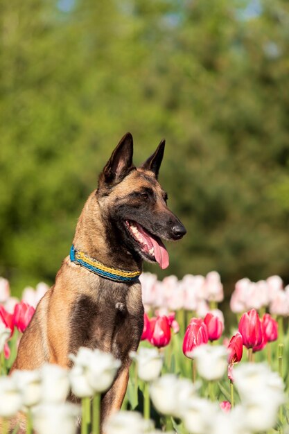 Malinois hond zit in een veld met tulpen