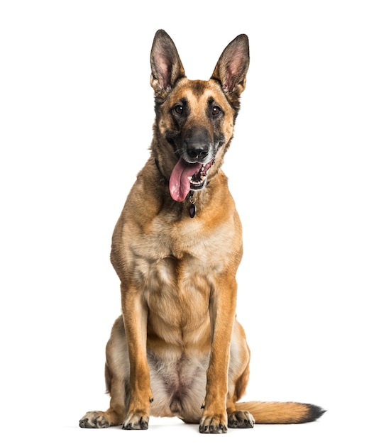 Malinois hond zitten en hijgen, uitgesneden