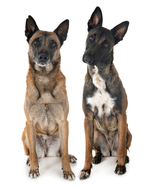 Malinois in de studio.