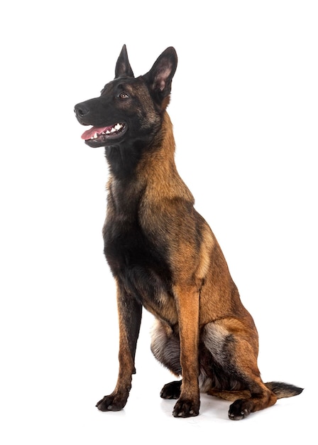 Malinois in de studio.