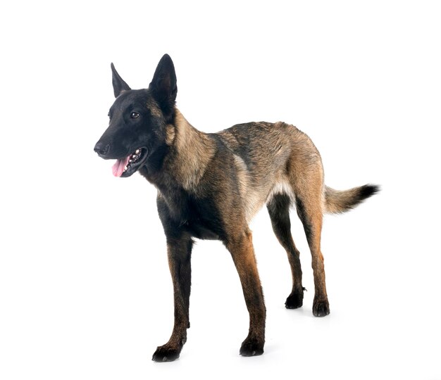 Malinois in de studio.