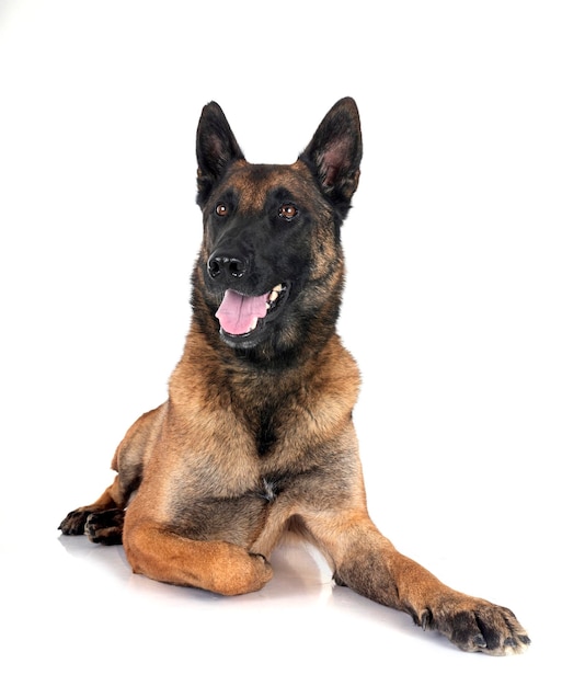 Malinois in de studio.
