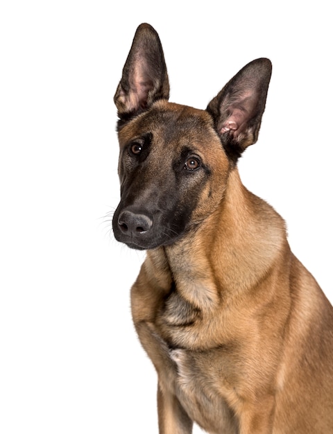 Malinois 흰색 배경에 카메라를 찾고