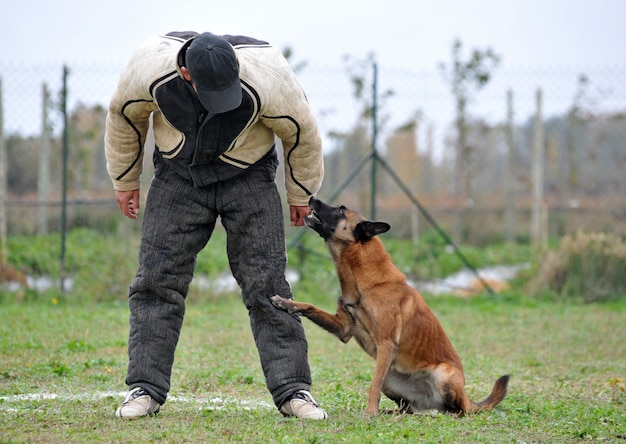 Malinois와 공격에 남자