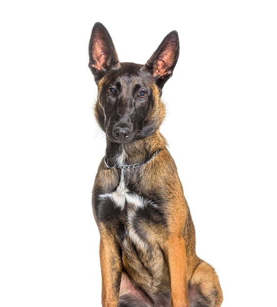 Malinois of tervuren hond geïsoleerd op wit