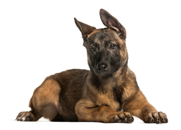 Malinois puppy 13 weeks old lying against white background