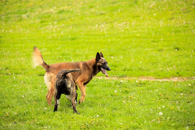 Malinois shepherd and pitbull playing