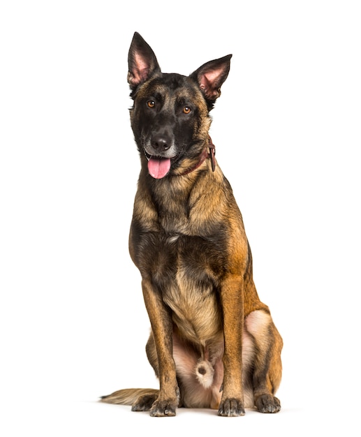 Malinois sitting against white background