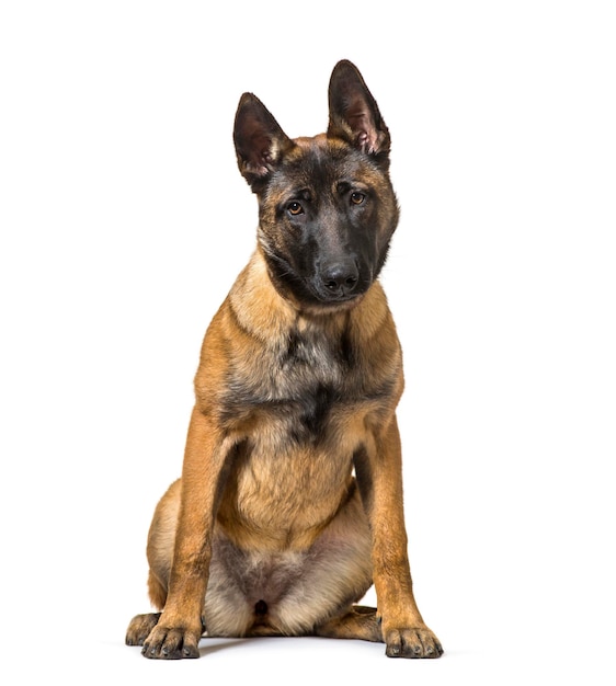 Malinois sitting against white background