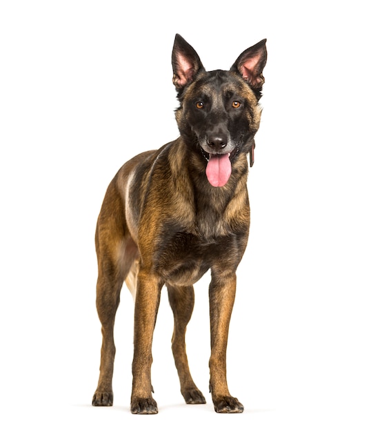 Malinois standing against white background