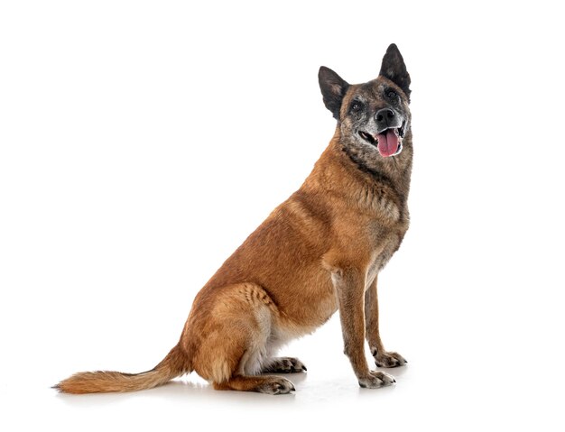 스튜디오에서 malinois