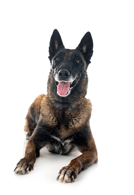 Malinois in studio