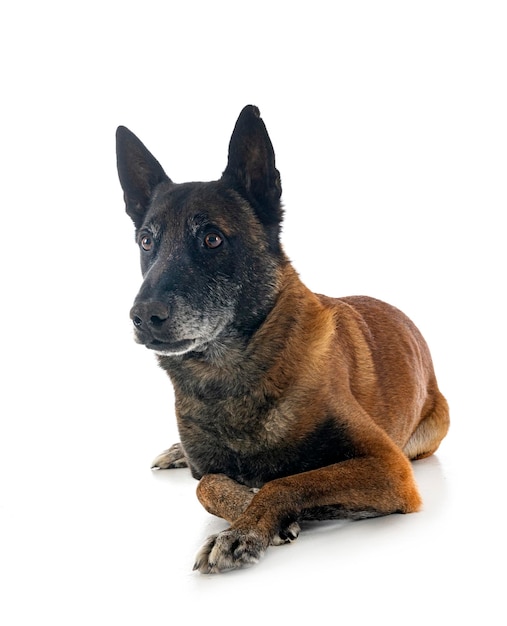 Malinois in studio