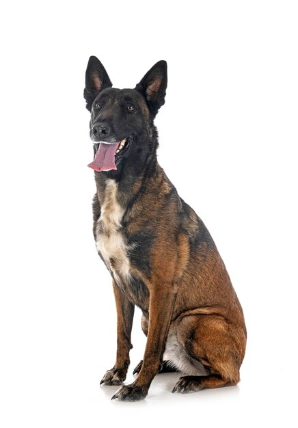 Malinois in studio