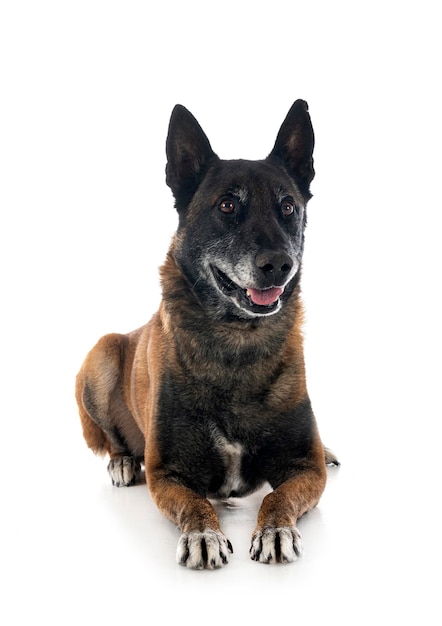 스튜디오에서 malinois