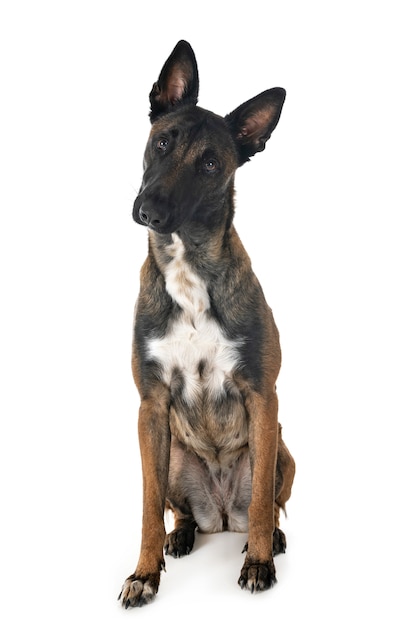 Malinois in studio