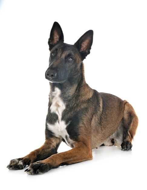 Malinois in studio