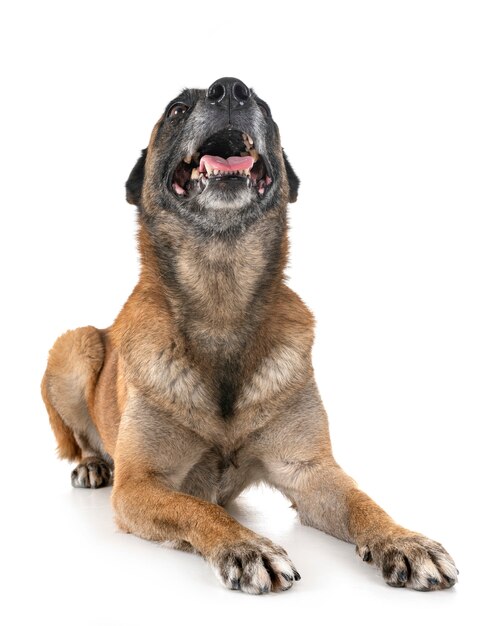 malinois in studio