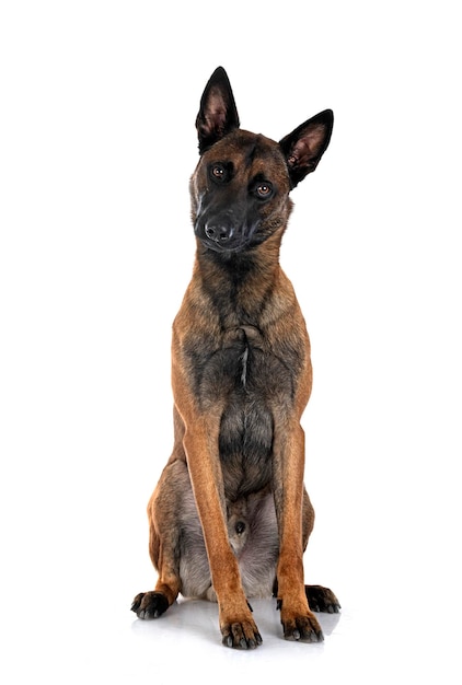 Foto malinois in studio