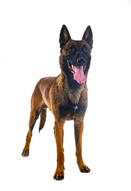 Malinois in studio