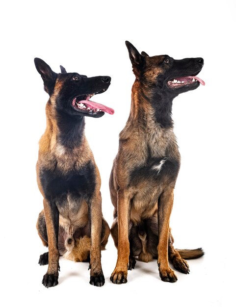 Malinois in studio