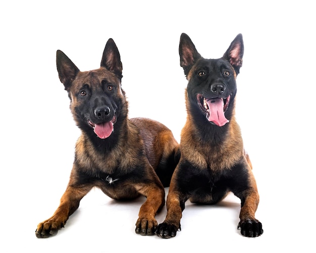 Malinois in studio