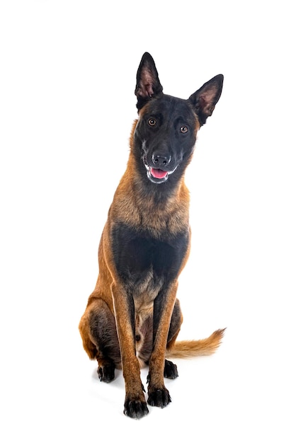 Malinois in studio