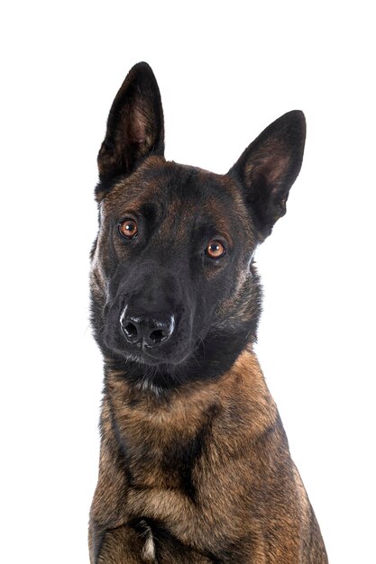 Malinois in studio