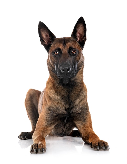 Malinois in studio