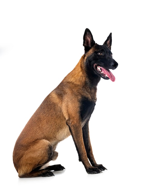 Malinois in studio