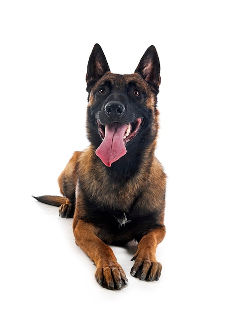 Malinois in studio