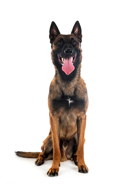 Malinois in studio