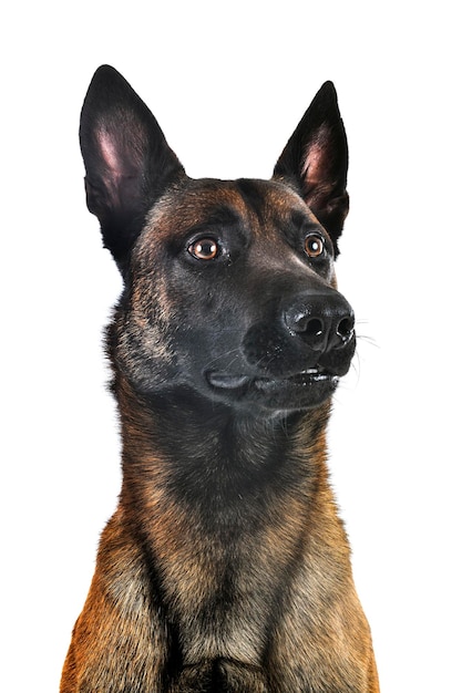 Malinois in studio