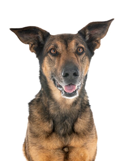 malinois in studio