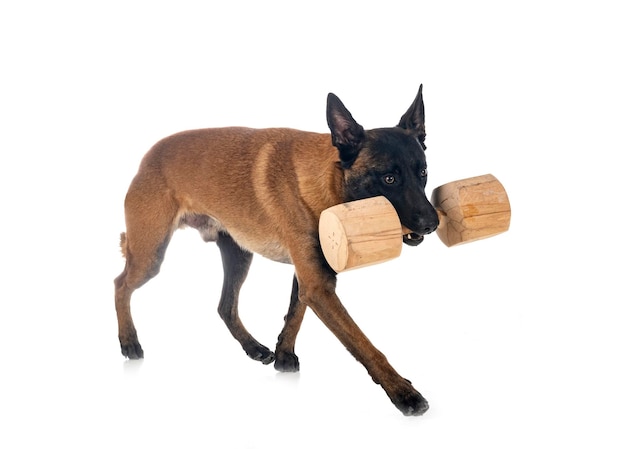 스튜디오에서 malinois