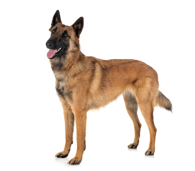 malinois in studio