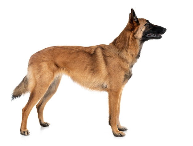 Foto malinois in studio