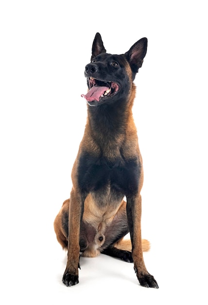 Malinois in studio