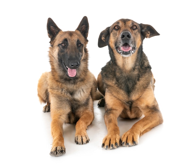 Malinois in studio