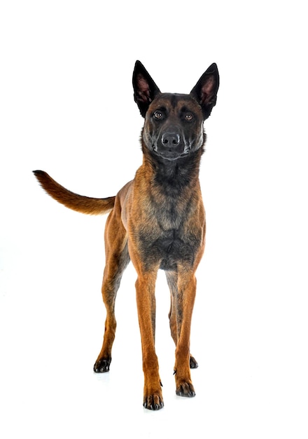 Malinois in studio