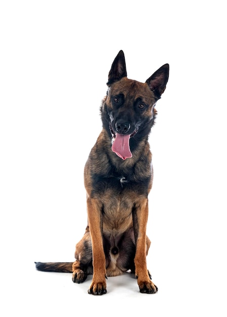 Malinois in studio