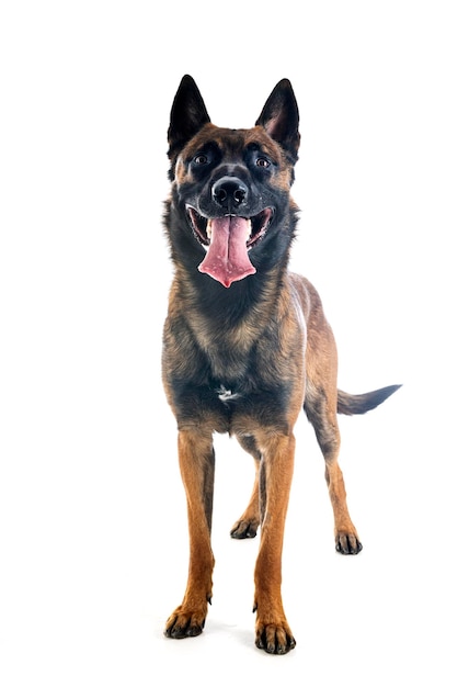 Malinois in studio