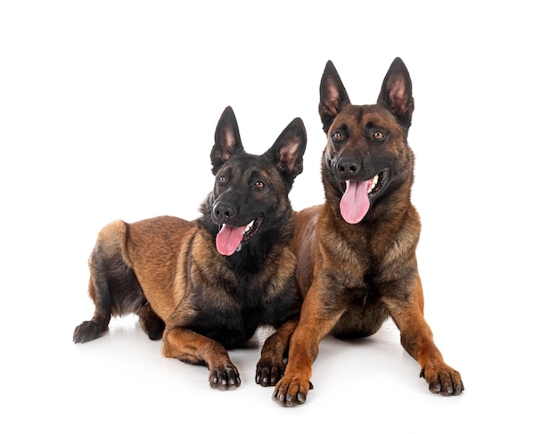 Malinois in studio